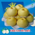 Coroa Peras / Huangguan Pear / Asian pêra dourada de frutas da China